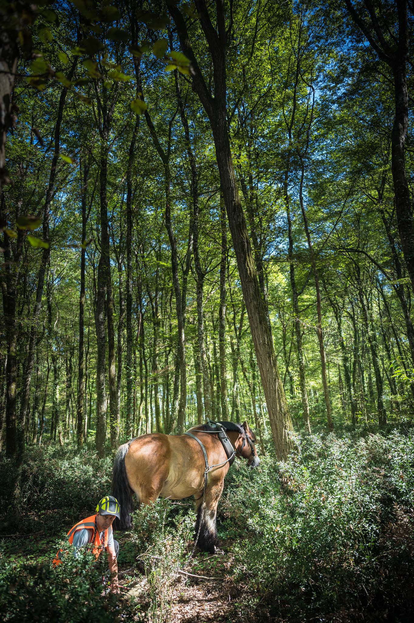 débardage forestier avec le cheval de trait - Espérande traction et Timber Horse - bois des mérigots - L'Isle d'Espagnac - Franck SIMON - photographe à Angoulême