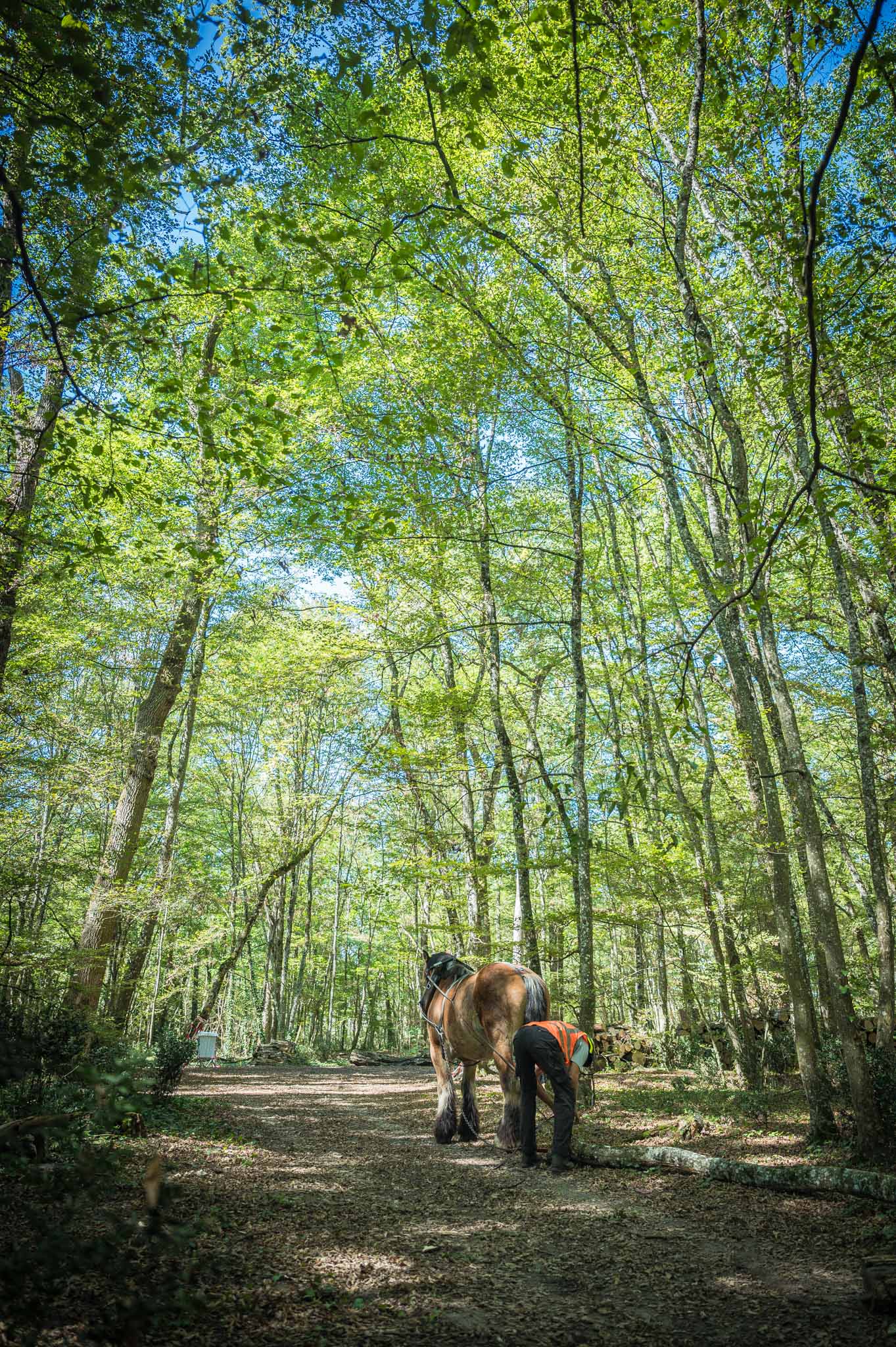 débardage forestier avec le cheval de trait - Espérande traction et Timber Horse - bois des mérigots - L'Isle d'Espagnac - Franck SIMON - photographe à Angoulême