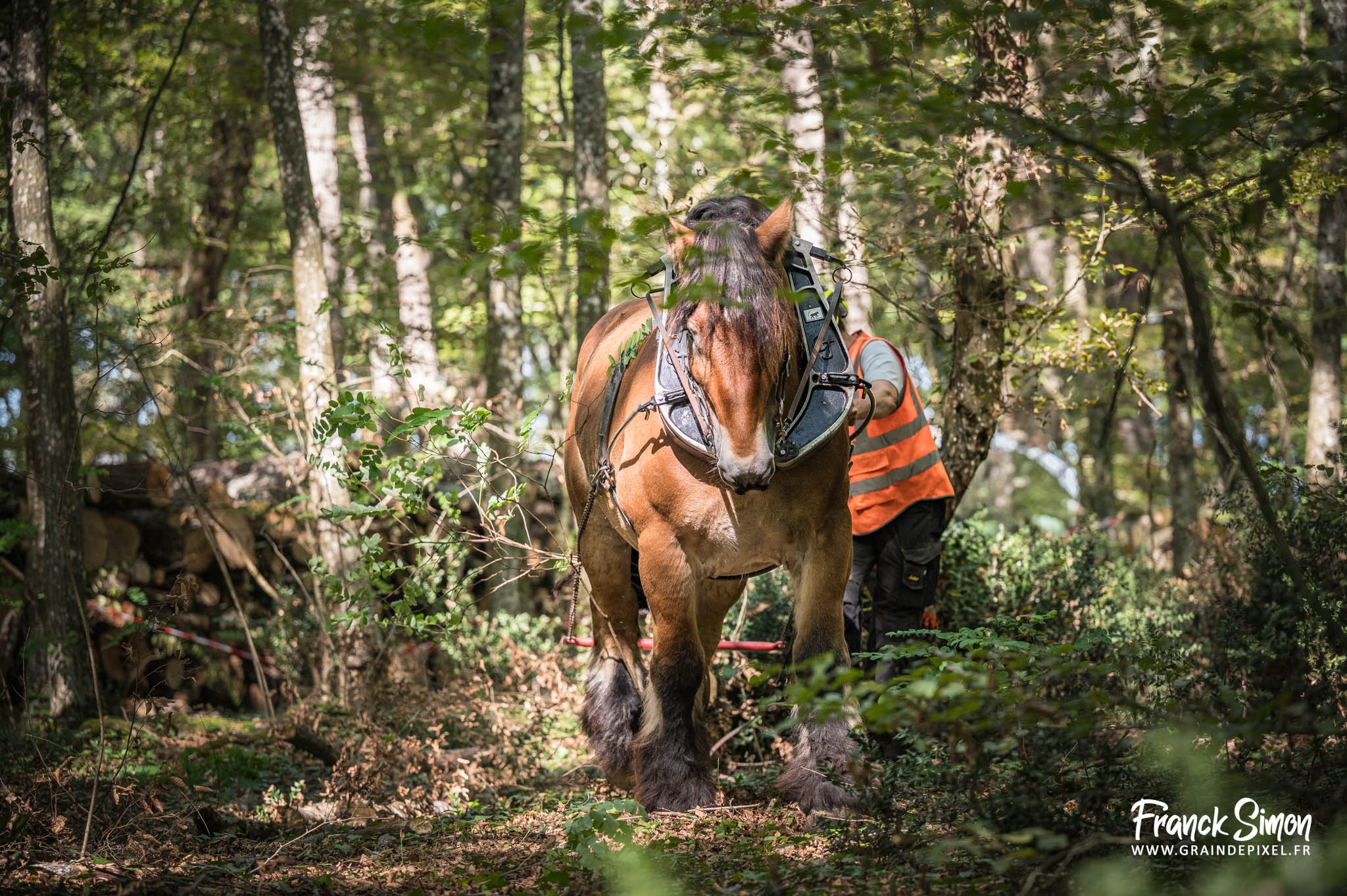 débardage forestier avec le cheval de trait - Espérande traction et Timber Horse - bois des mérigots - L'Isle d'Espagnac - Franck SIMON - photographe à Angoulême