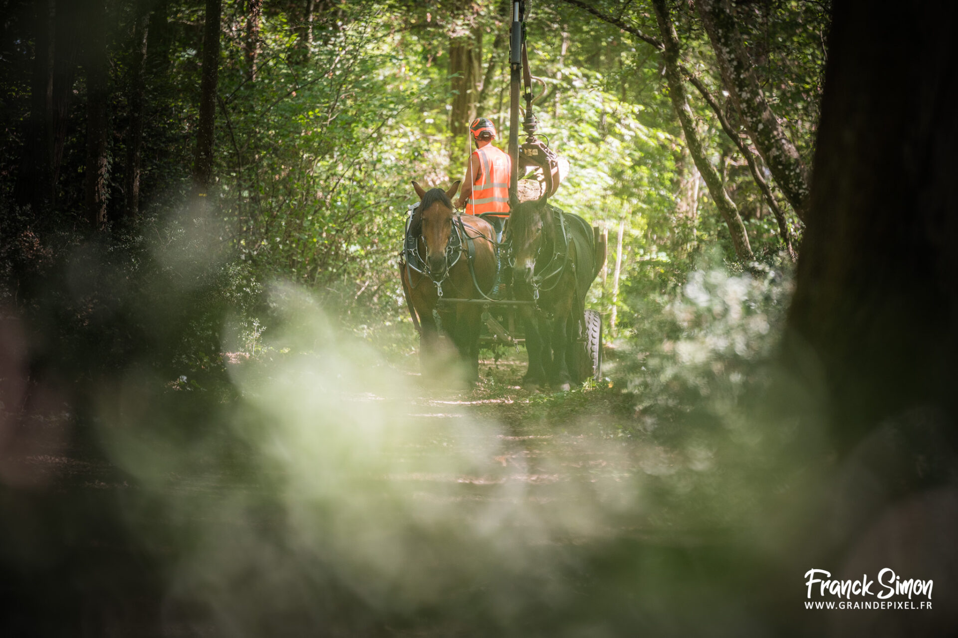 débardage forestier avec le cheval de trait - Espérande traction et Timber Horse - bois des mérigots - L'Isle d'Espagnac - Franck SIMON - photographe à Angoulême