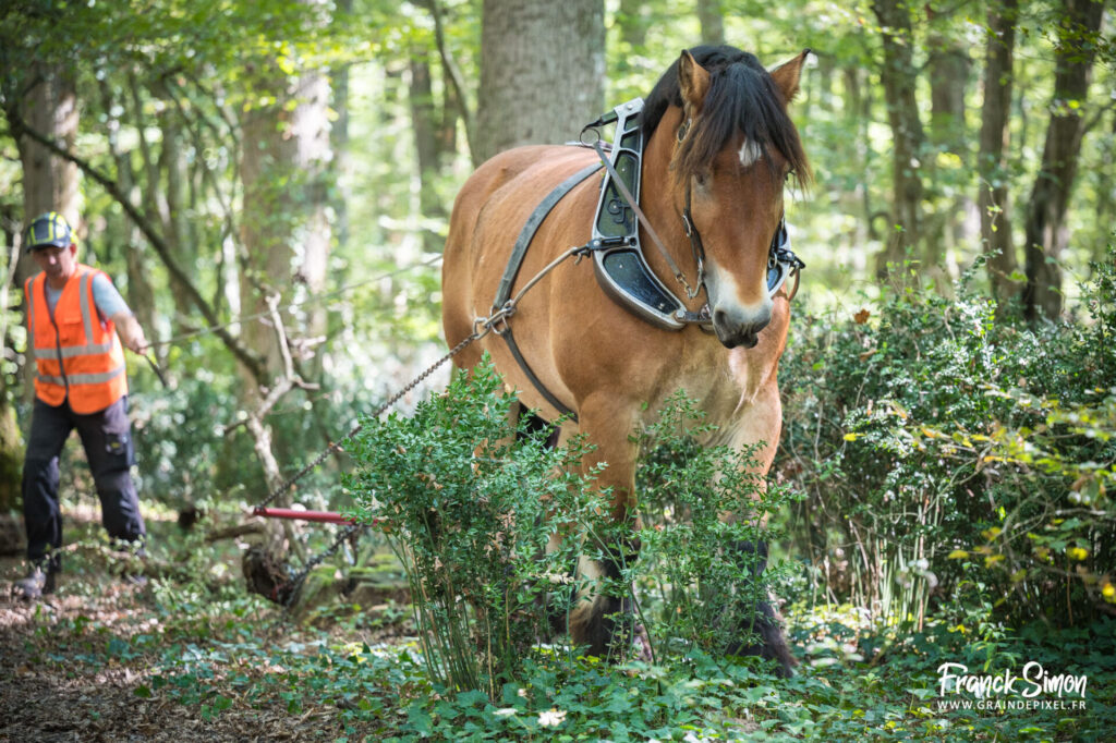 débardage forestier avec le cheval de trait - Espérande traction et Timber Horse - bois des mérigots - L'Isle d'Espagnac - Franck SIMON - photographe à Angoulême