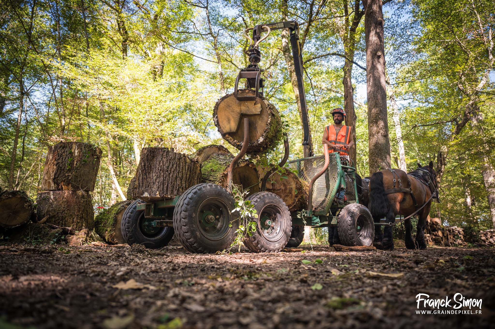 débardage forestier avec le cheval de trait - Espérande traction et Timber Horse - bois des mérigots - L'Isle d'Espagnac - Franck SIMON - photographe à Angoulême