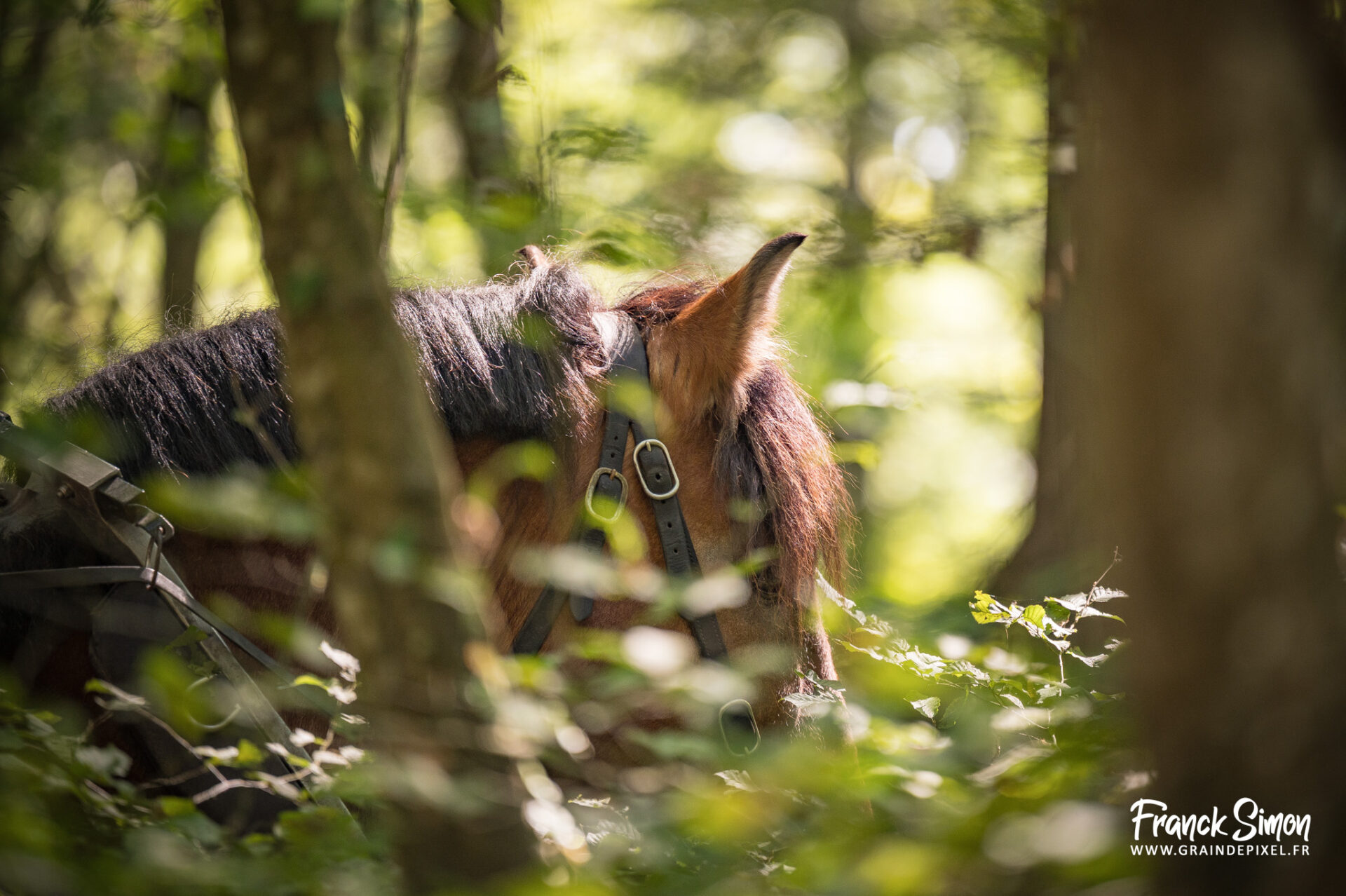débardage forestier avec le cheval de trait - Espérande traction et Timber Horse - bois des mérigots - L'Isle d'Espagnac - Franck SIMON - photographe à Angoulême