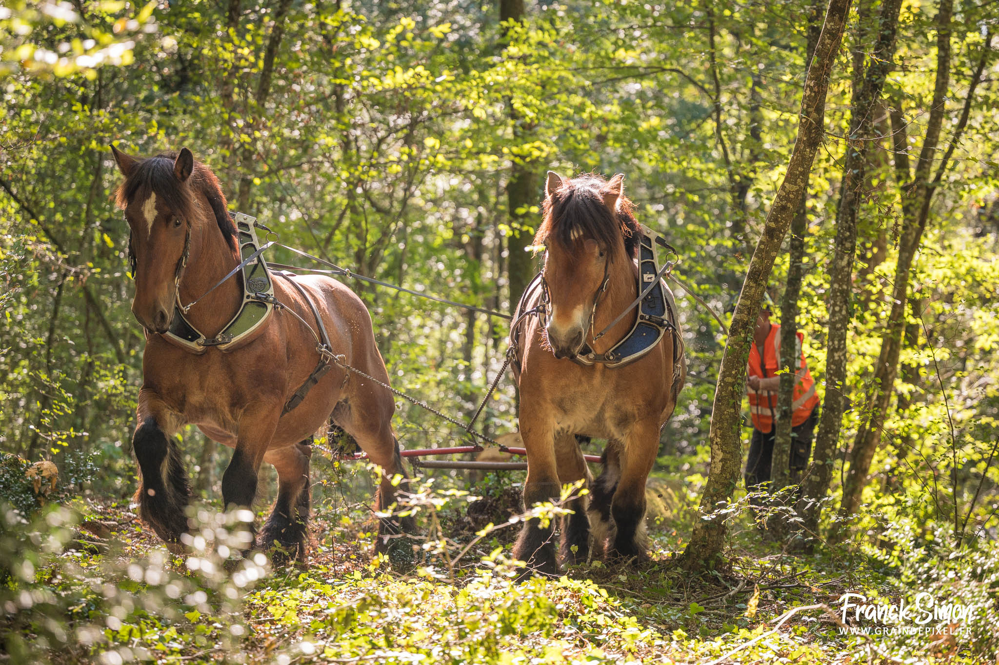 débardage forestier avec le cheval de trait - Espérande traction et Timber Horse - bois des mérigots - L'Isle d'Espagnac - Franck SIMON - photographe à Angoulême