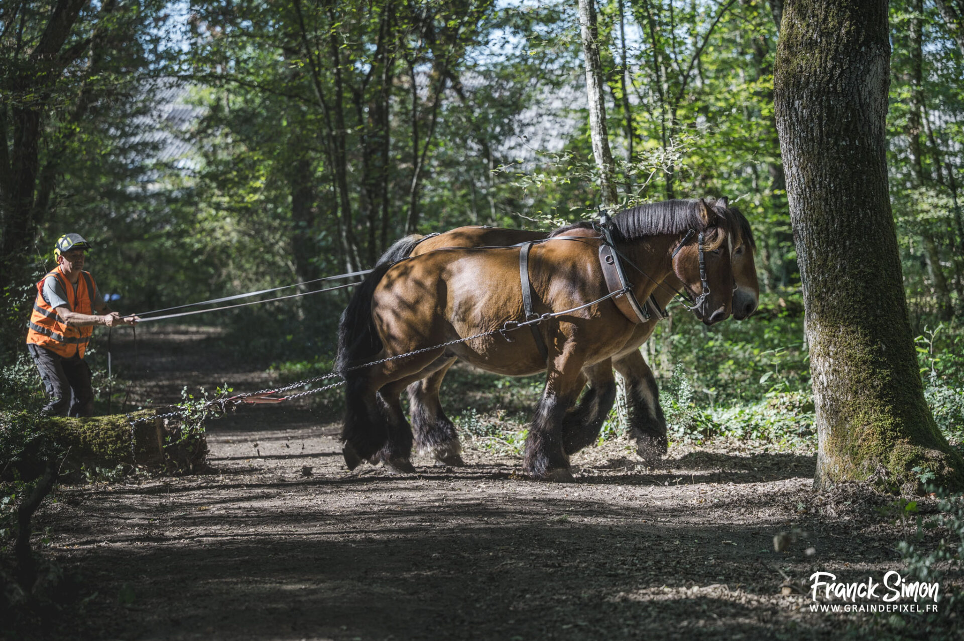 débardage forestier avec le cheval de trait - Espérande traction et Timber Horse - bois des mérigots - L'Isle d'Espagnac - Franck SIMON - photographe à Angoulême