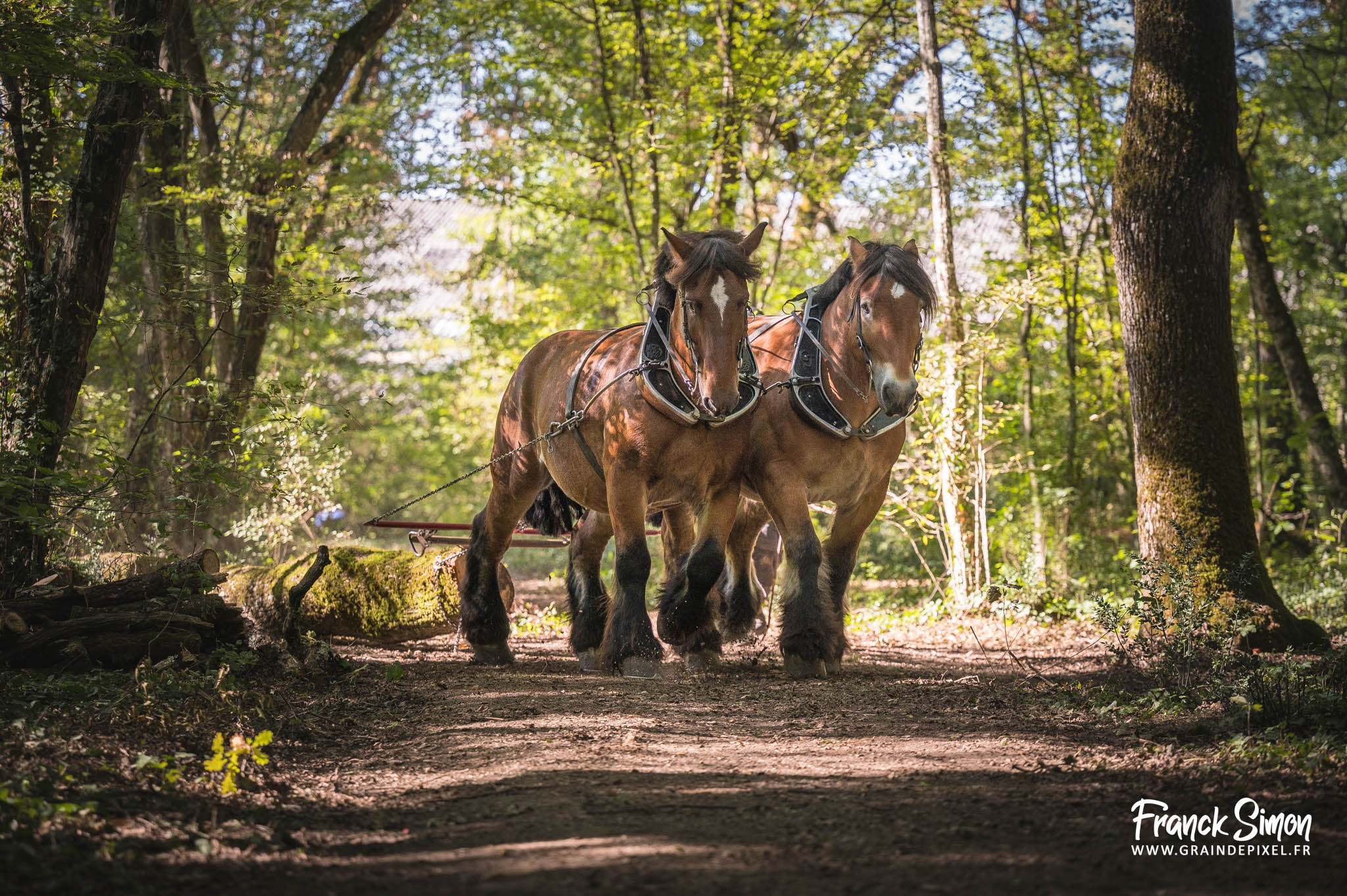 débardage forestier avec le cheval de trait - Espérande traction et Timber Horse - bois des mérigots - L'Isle d'Espagnac - Franck SIMON - photographe à Angoulême