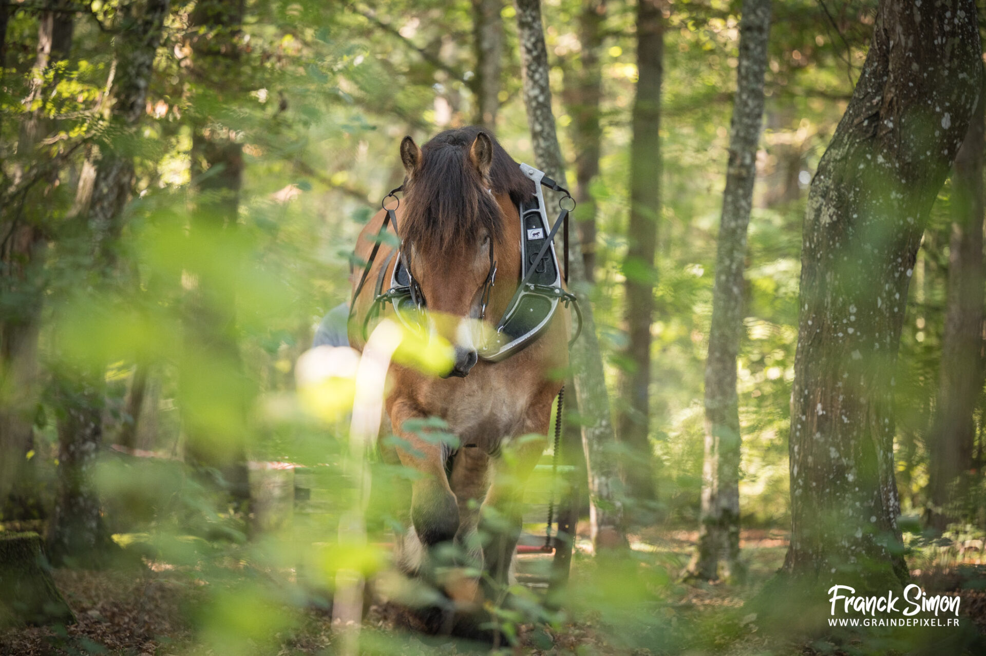 débardage forestier avec le cheval de trait - Espérande traction et Timber Horse - bois des mérigots - L'Isle d'Espagnac - Franck SIMON - photographe à Angoulême