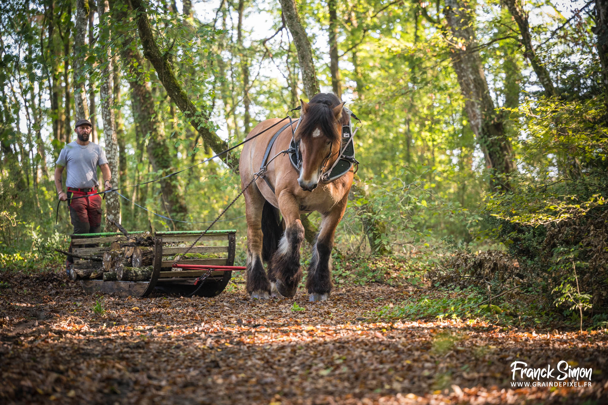 débardage forestier avec le cheval de trait - Espérande traction et Timber Horse - bois des mérigots - L'Isle d'Espagnac - Franck SIMON - photographe à Angoulême