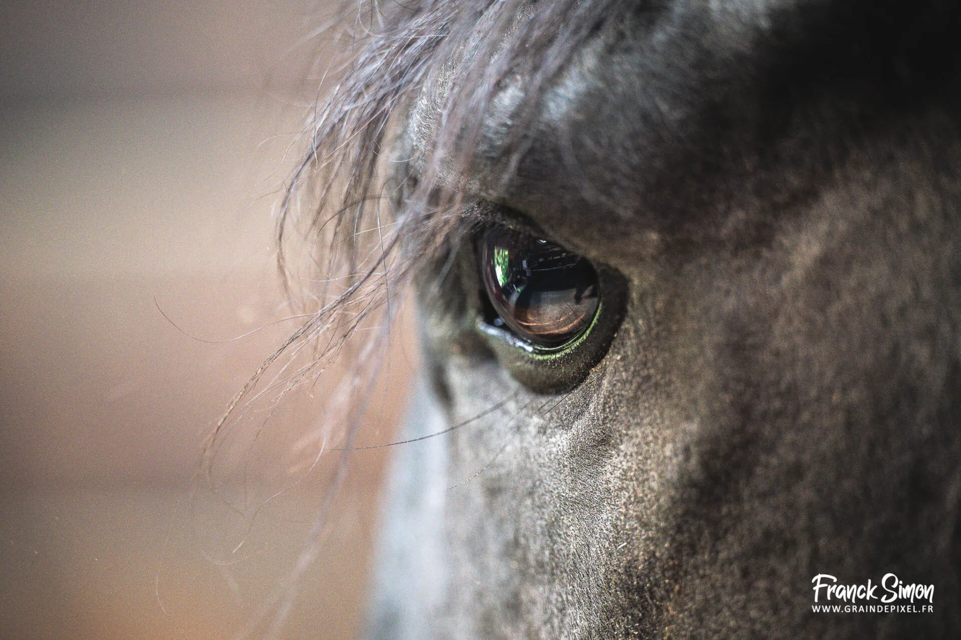 Quand la photographie animalière devient une usine à « formateurs » - Franck simon - photographe équin et canin - Angoulême - Charente