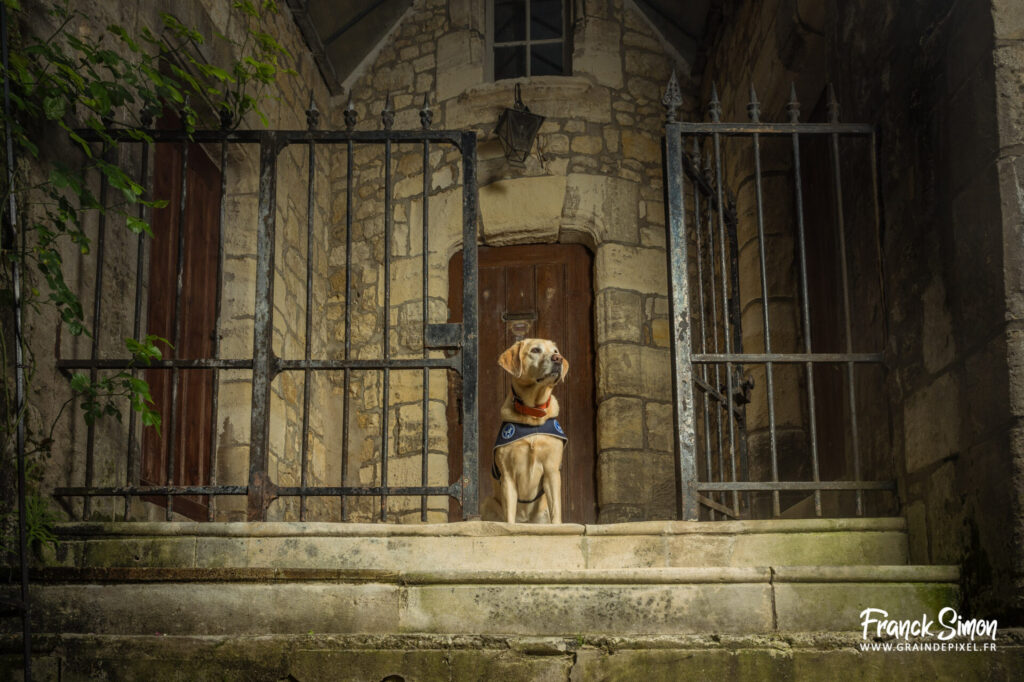 handi'chien - travail photographique - association 4 pattes Jonzac et handi'Chiens - Franck SIMON - photographe canin en Nouvelle Aquitaine