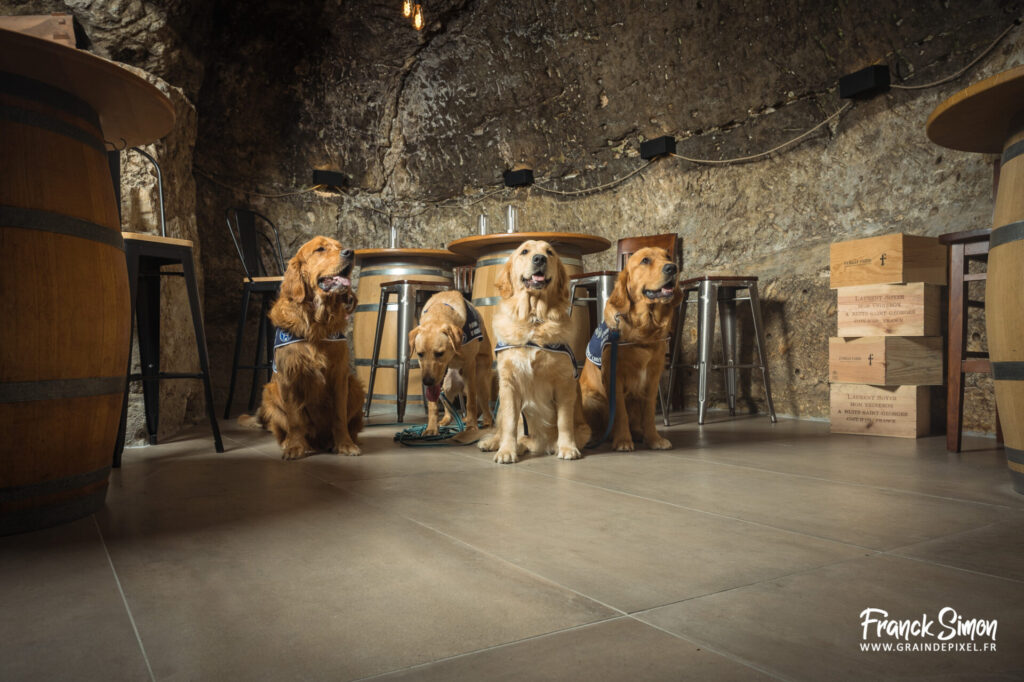 handi'chien - travail photographique - association 4 pattes Jonzac et handi'Chiens - Franck SIMON - photographe canin en Nouvelle Aquitaine
